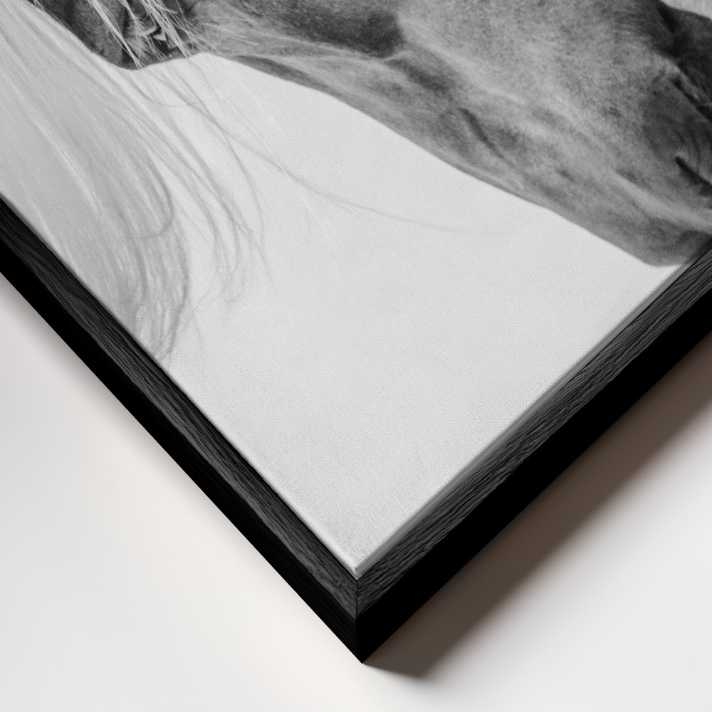 Canvas taulu - Halflinger Portrait kehys lähikuvassa - musta kehys