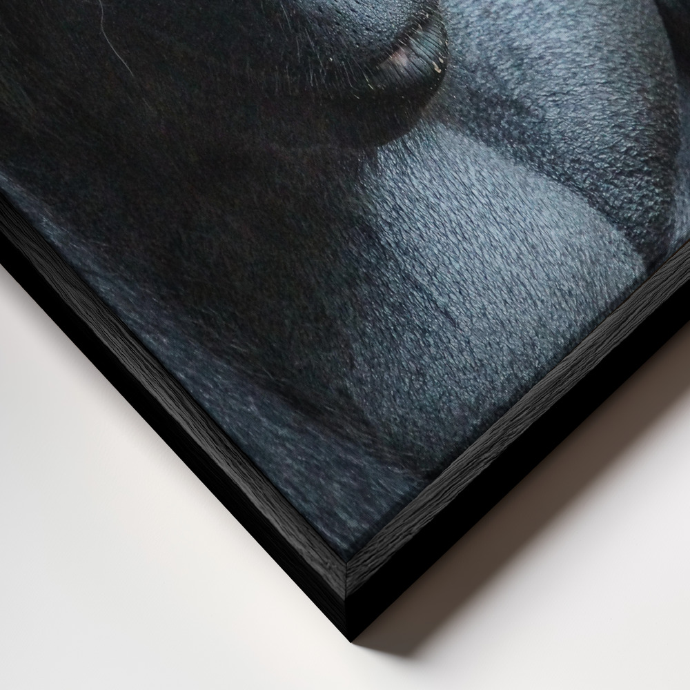 Toile - Unhappy Gorilla cadre en gros plan - cadre noir