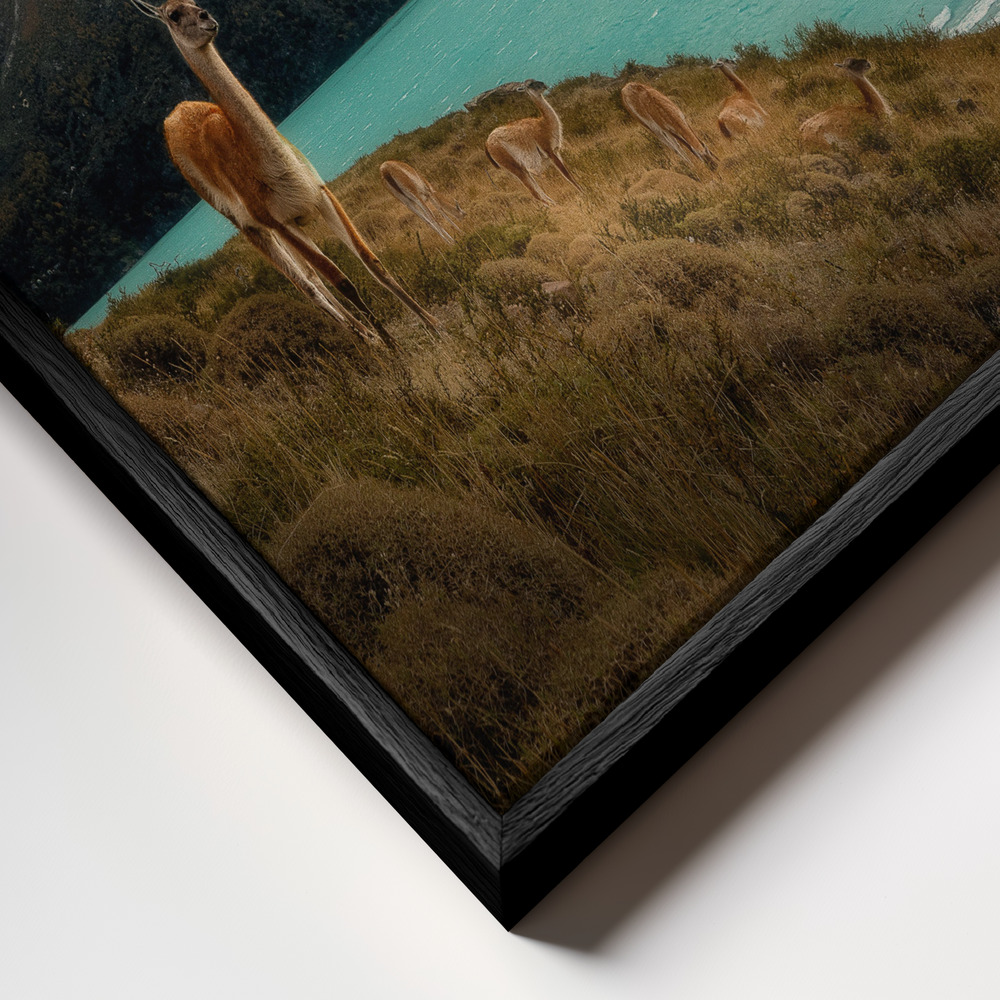 Canvas print - Alpaca at Torres del Paine II frame close up - black frame