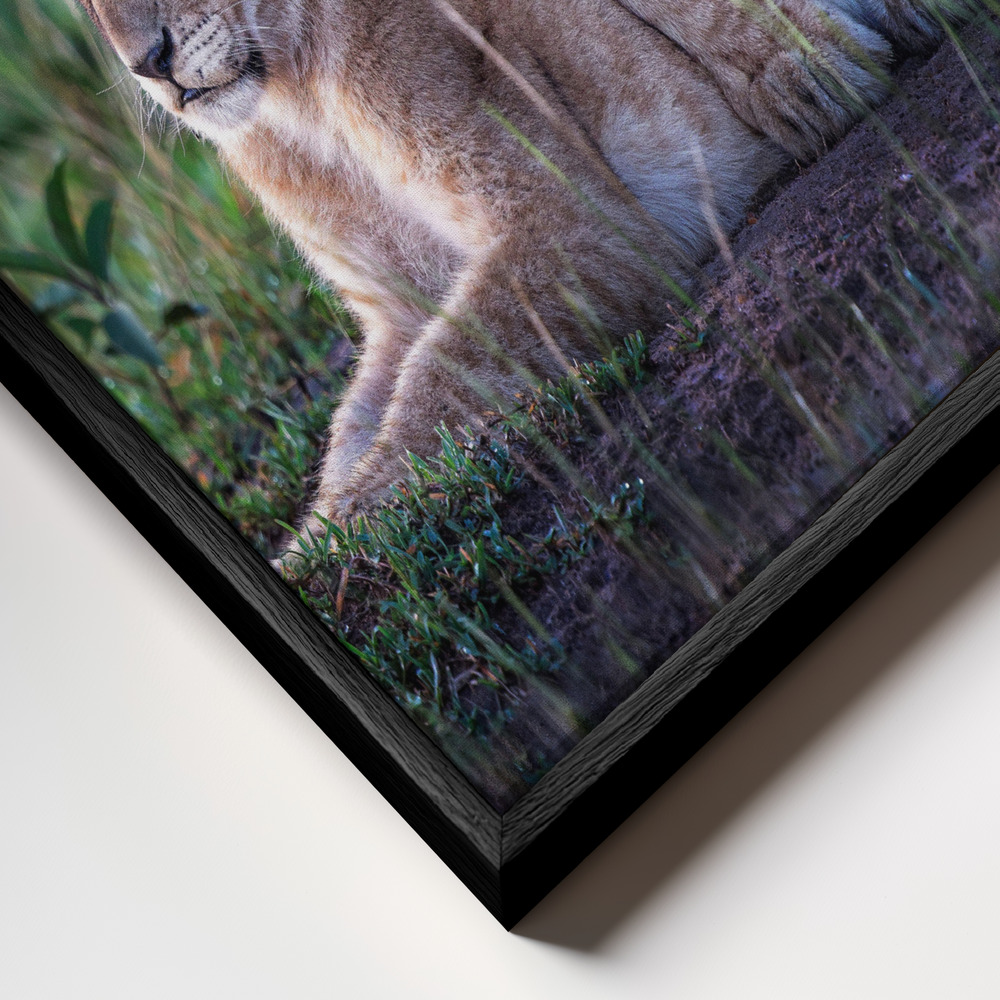 Canvas taulu - Playful lion cubs kehys lähikuvassa - musta kehys