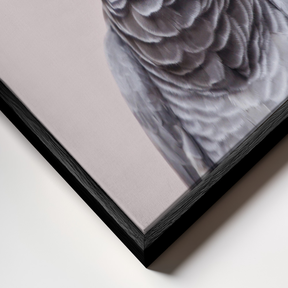 Canvas taulu - African Grey kehys lähikuvassa - musta kehys