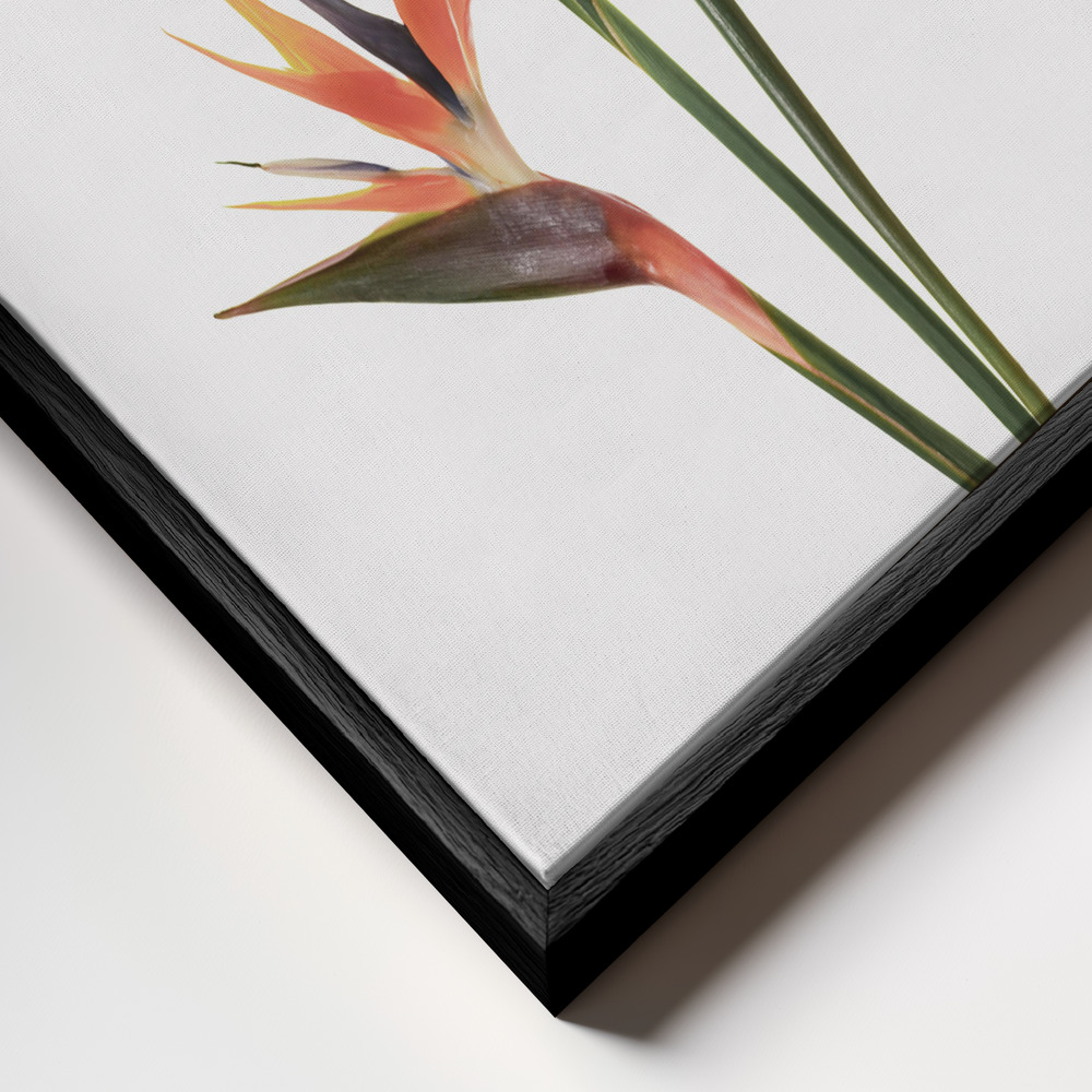 Canvas print - Birds of Paradise frame close up - black frame