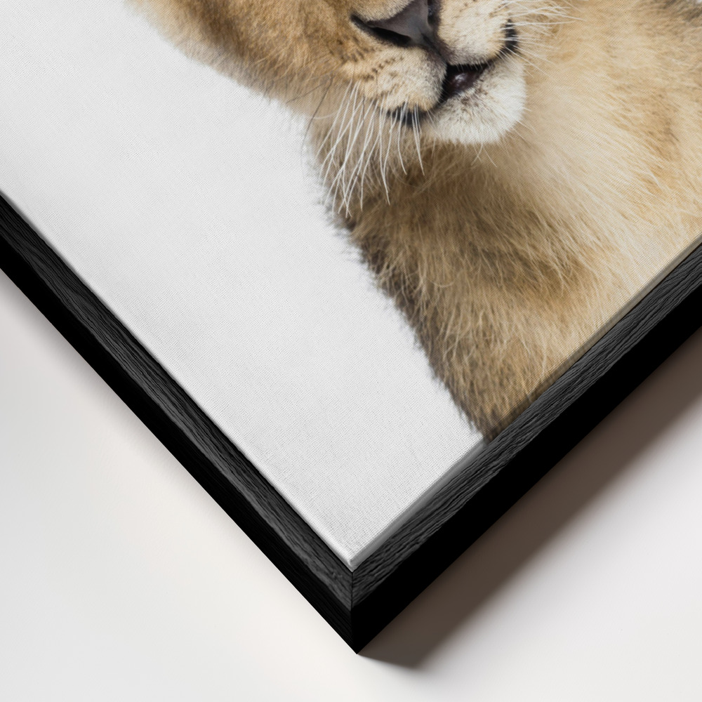 Canvas taulu - Baby Lion kehys lähikuvassa - musta kehys