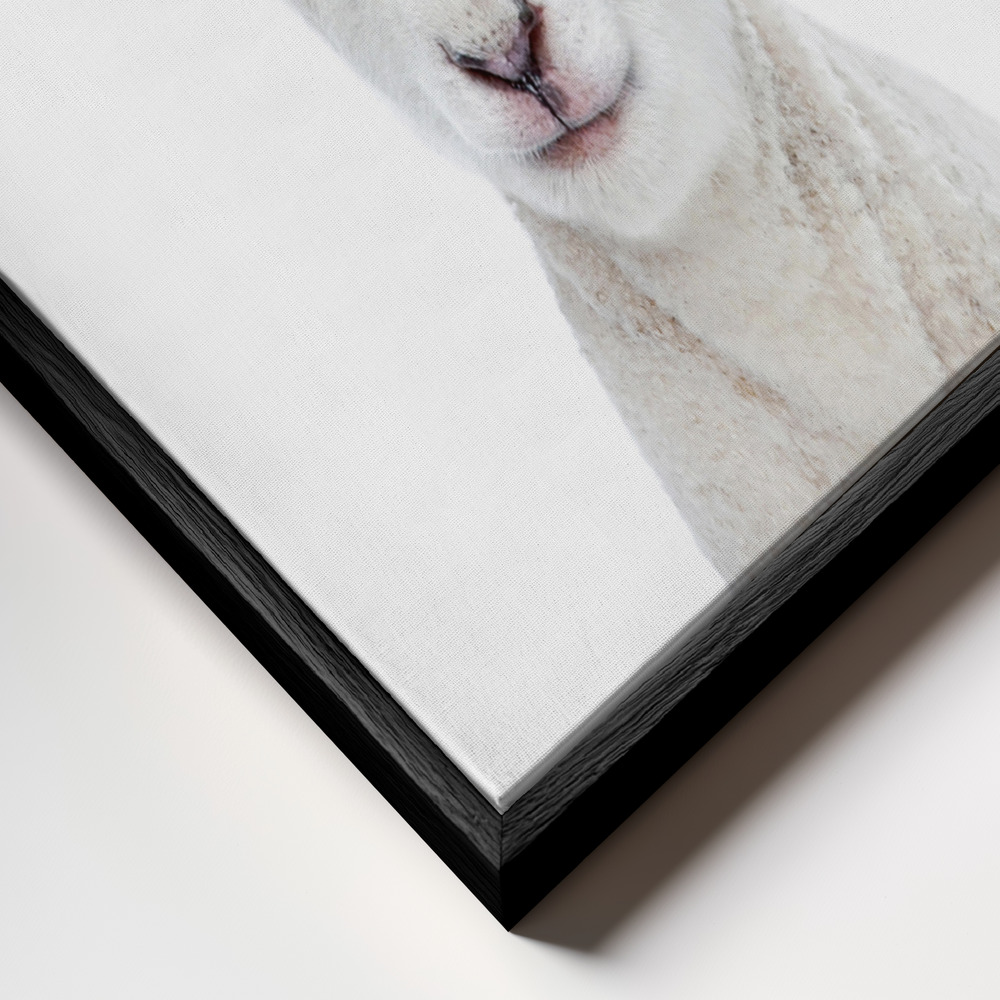 Canvas print - Baby Lamb frame close up - black frame
