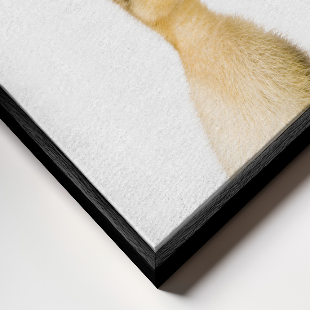 Canvas print - Baby Duck frame close up - black frame