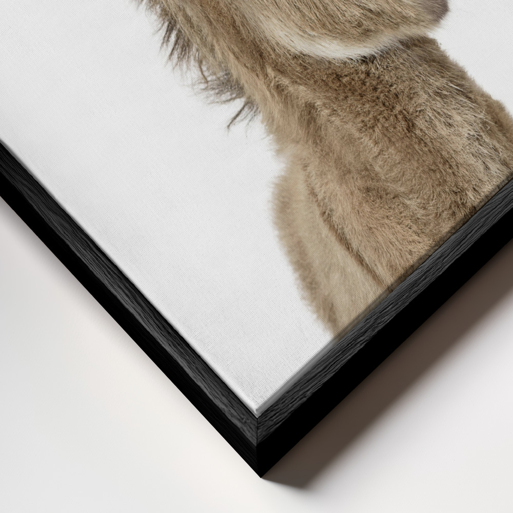Toile - Baby Donkey cadre en gros plan - cadre noir