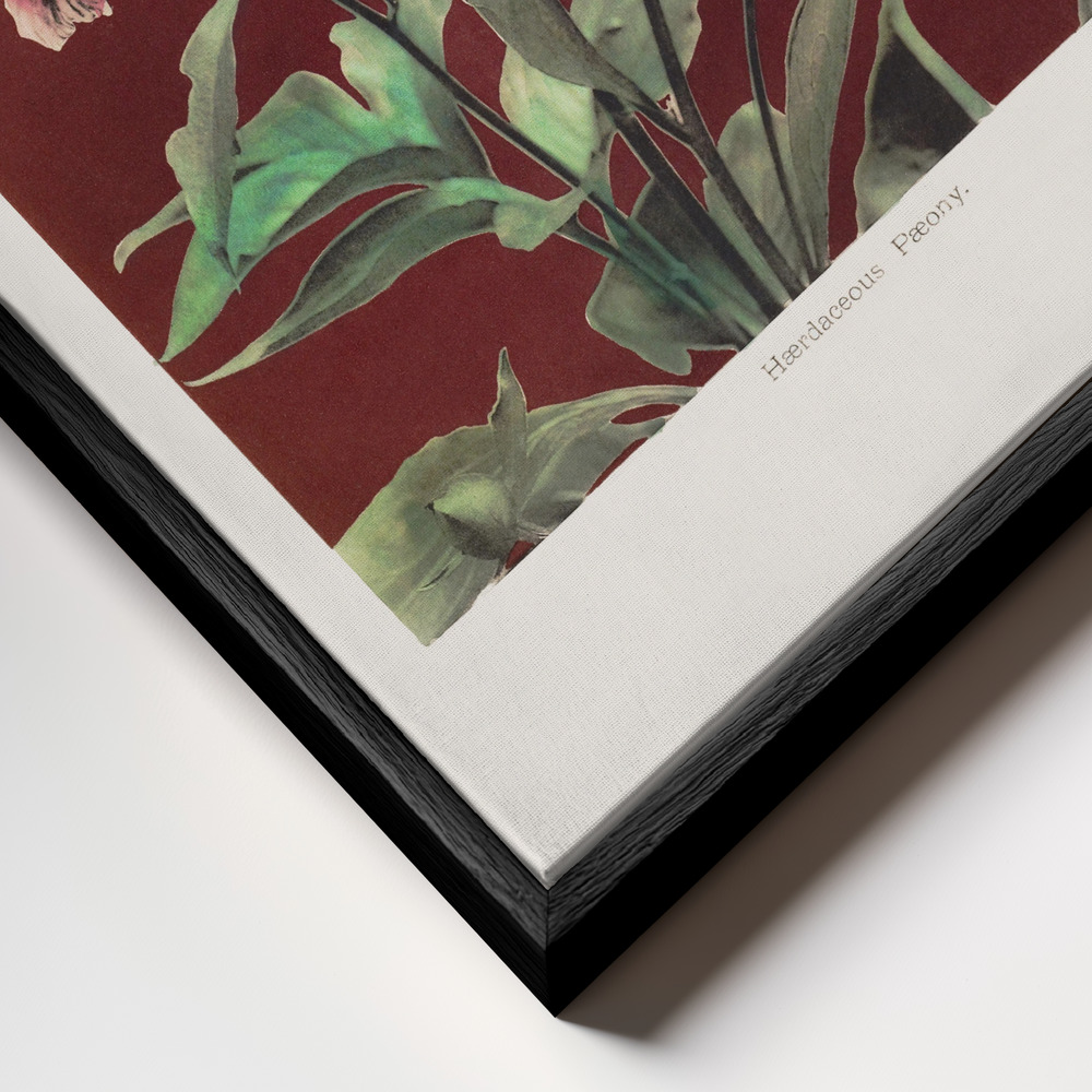 Toile - Hærdaceous Peony no2 cadre en gros plan - cadre noir