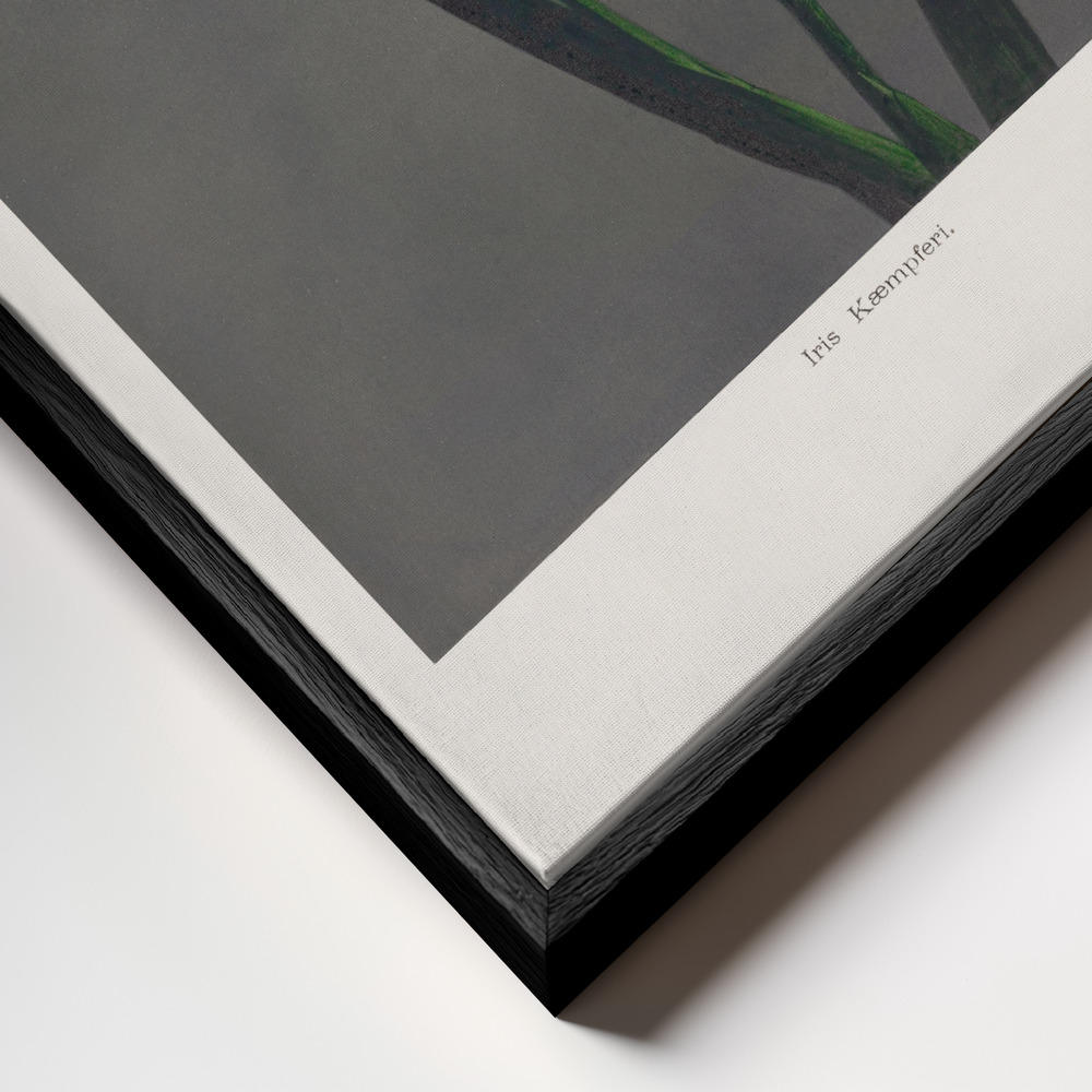 Canvas schilderi - Iris Kæmpferi frame close-up - zwart frame