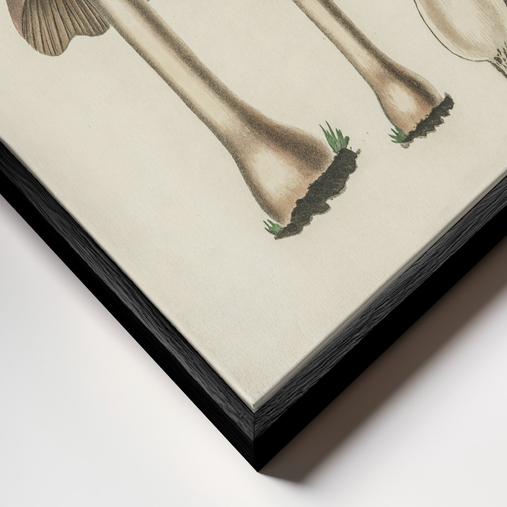Stampe su tela - Agaricus Bulbosus Illustration. Medical Botany 1836 primo piano della cornice - cornice nera