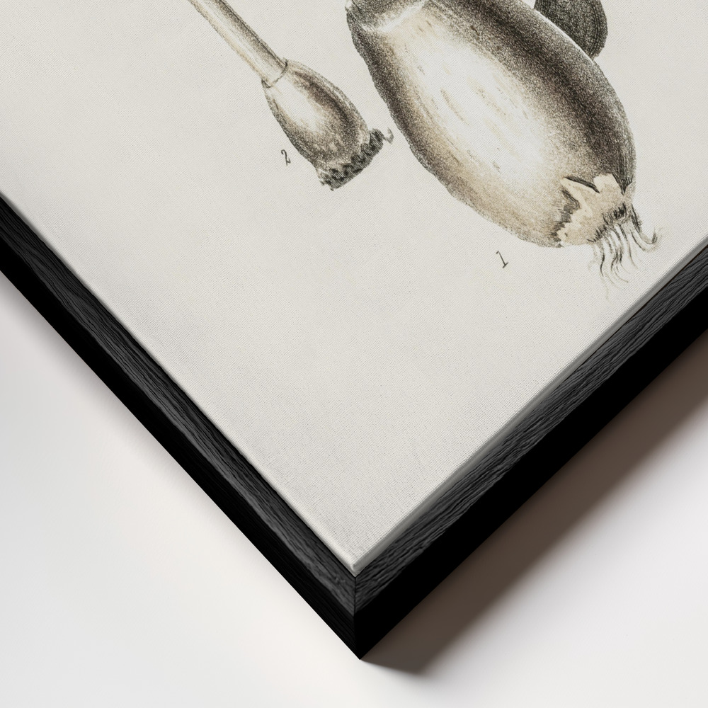 Stampe su tela - Amanita Muscaria Illustration. Medical Botany 1836 primo piano della cornice - cornice nera