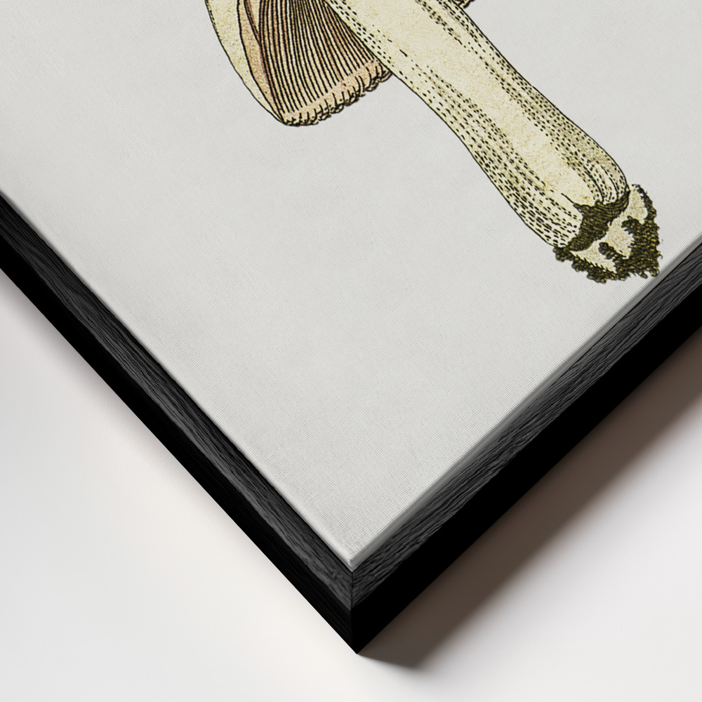 Canvas print - Hand Drawn Field Mushroom Gray frame close up - black frame