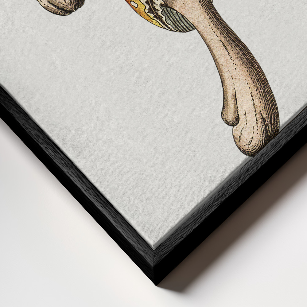 Canvas print - Hand Drawn Fly Agaric Mushroom frame close up - black frame