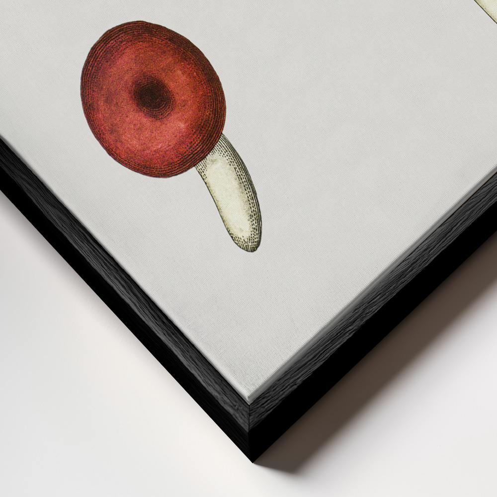 Canvas print - Hand Drawn Galerina Mushroom frame close up - black frame