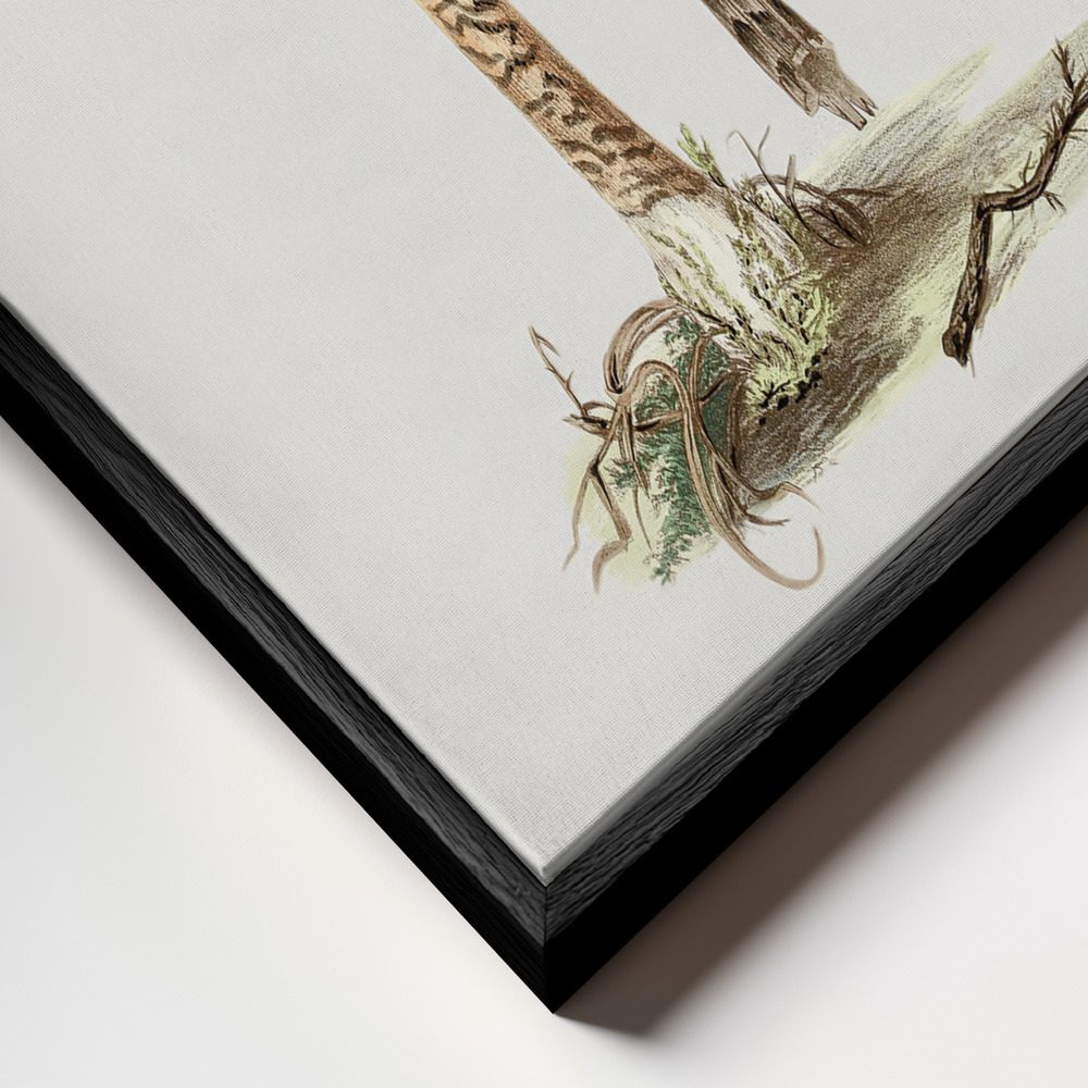 Canvas print - Hand Drawn Parasol Mushroom frame close up - black frame