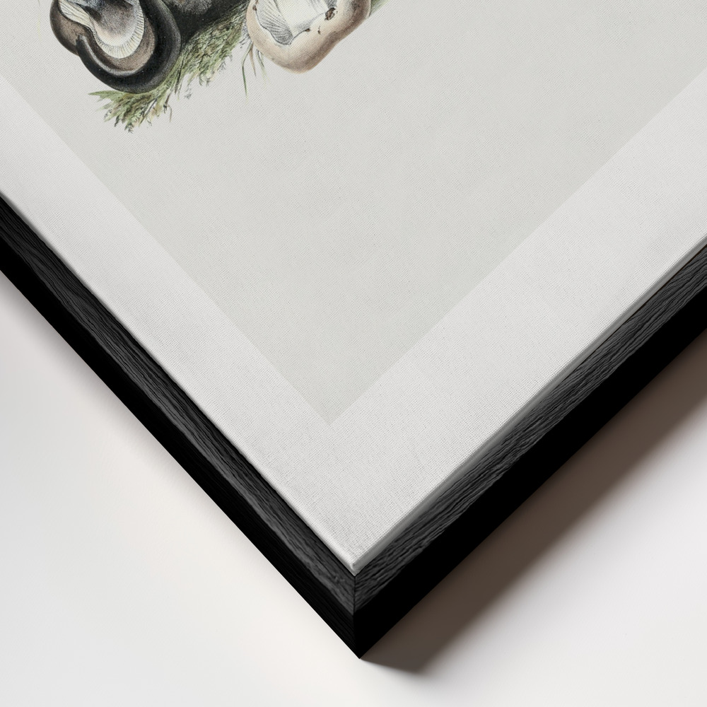 Canvas print - Vintage Agaricus Augustus Mushroom 50x70 frame close up - black frame