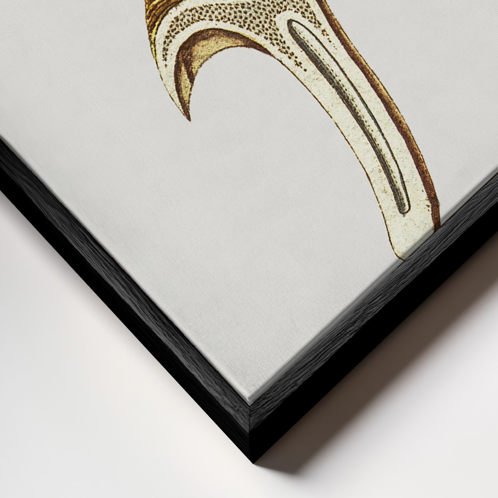 Canvas print - Vintage Chanterelles Edible Mushroom frame close up - black frame