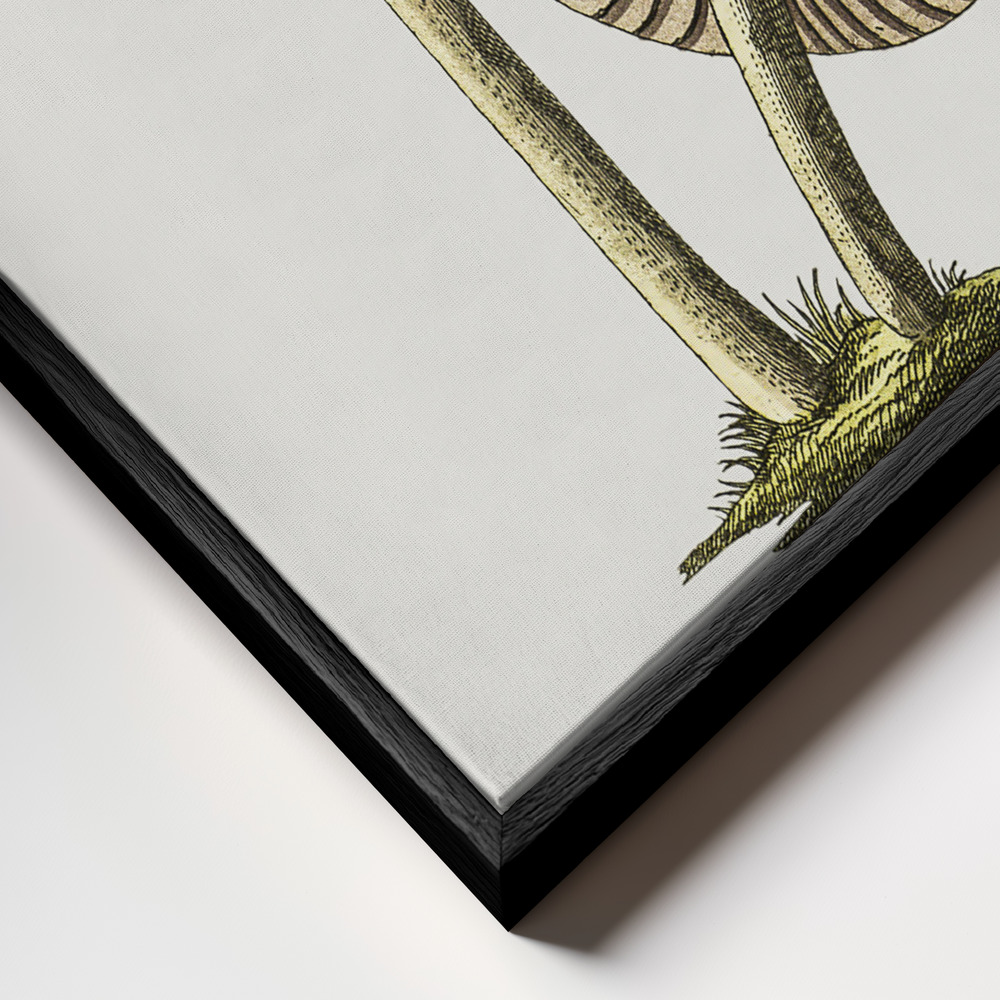 Canvas print - Vintage Inky Cap Edible Mushroom frame close up - black frame
