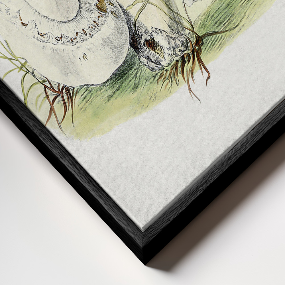 Canvas print - Hand Drawn Horse Mushroom frame close up - black frame