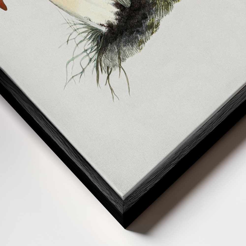 Canvas print - Hand Drawn Rufous Milkcap Mushroom frame close up - black frame