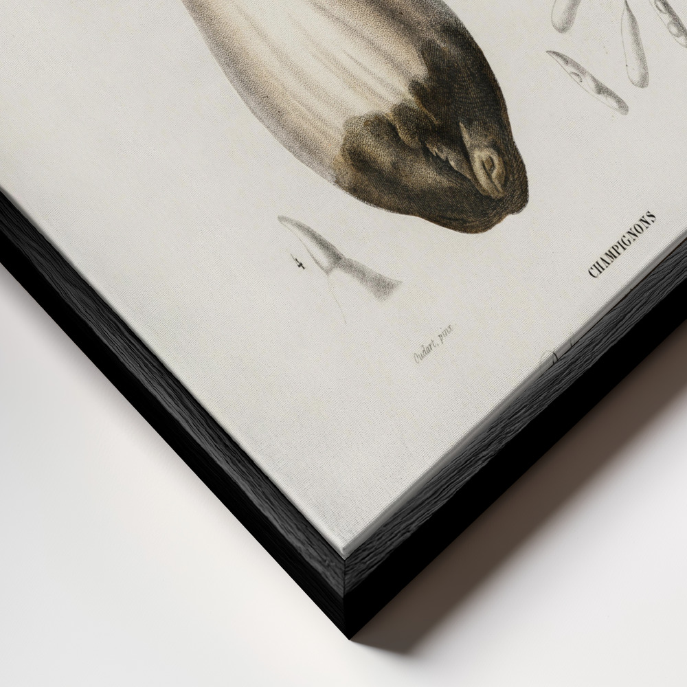 Canvas print - Penny Bun (boletus Edulis) frame close up - black frame