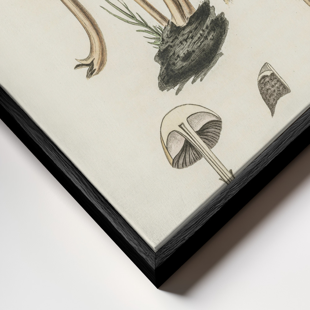 Stampe su tela - Agaricus Semiglobatus primo piano della cornice - cornice nera