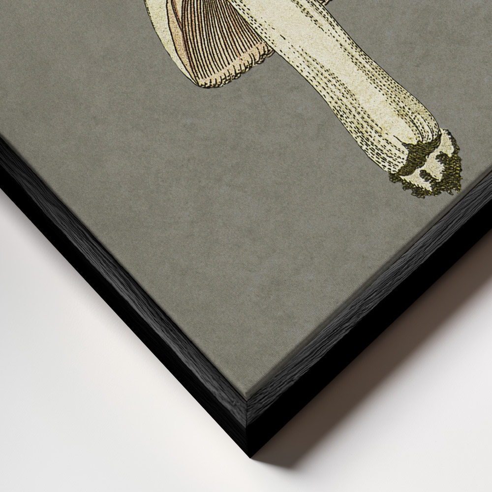 Canvas print - Field Mushroom frame close up - black frame