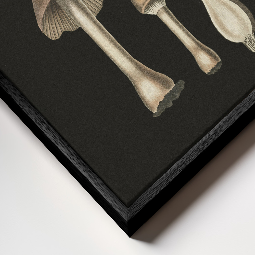 Stampe su tela - Agaricus Bulbosus Dark Background primo piano della cornice - cornice nera