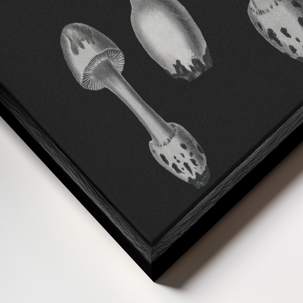 Stampe su tela - Amanita Muscaria Black Backgound BW primo piano della cornice - cornice nera