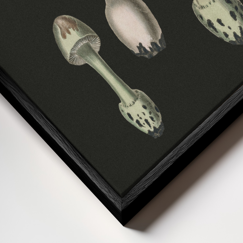 Stampe su tela - Amanita Muscaria Dark Background primo piano della cornice - cornice nera