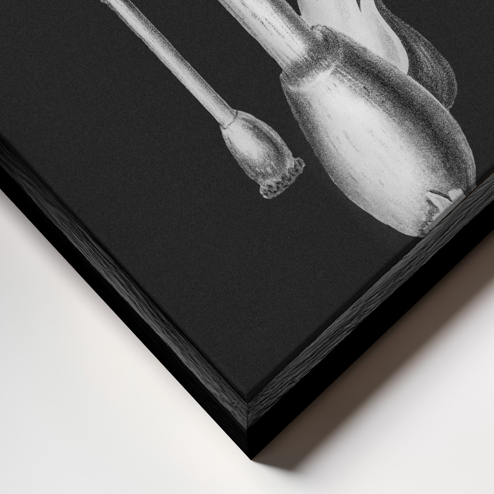 Stampe su tela - Amanita Muscaria Dark Background BW primo piano della cornice - cornice nera