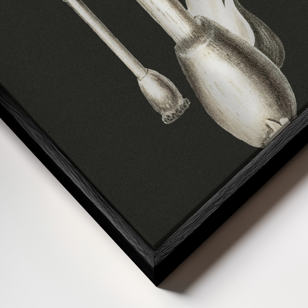 Stampe su tela - Amanita Muscaria Dark Background primo piano della cornice - cornice nera