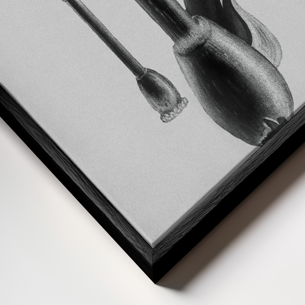 Canvas taulu - Amanita Muscaria White Background Green kehys lähikuvassa - musta kehys