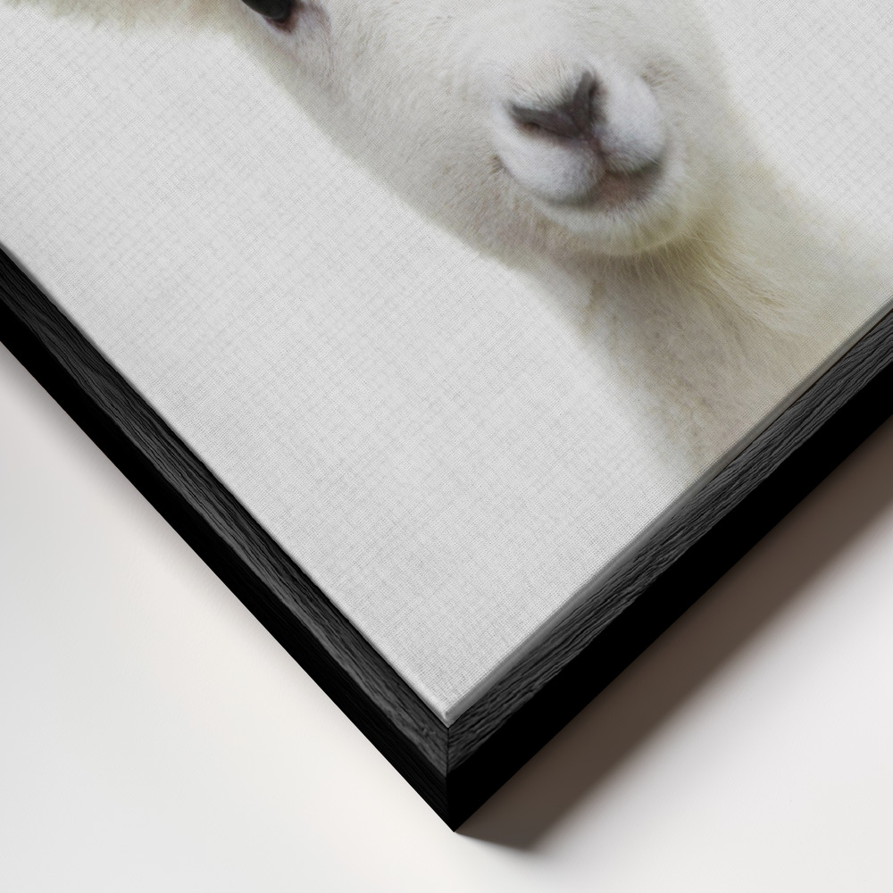 Leinwandbild - Peekaboo Baby Sheep rahmen Nahaufnahme - schwarzer Rahmen