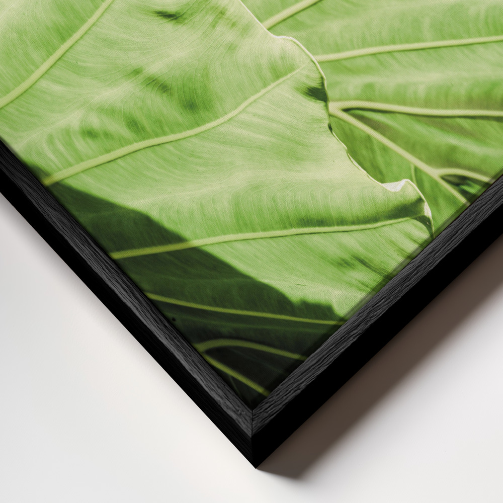 Canvas print - Elephants Ears frame close up - black frame