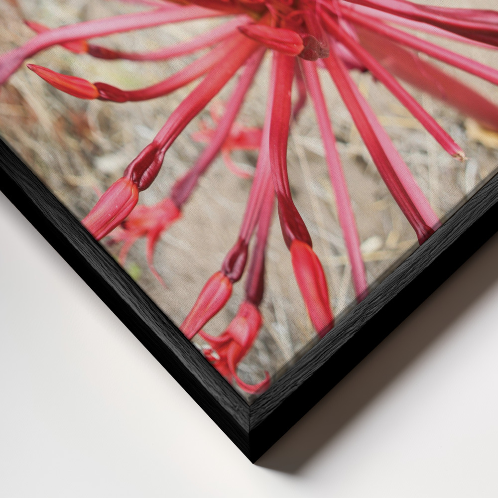 Canvas print - Feinbos frame close up - black frame