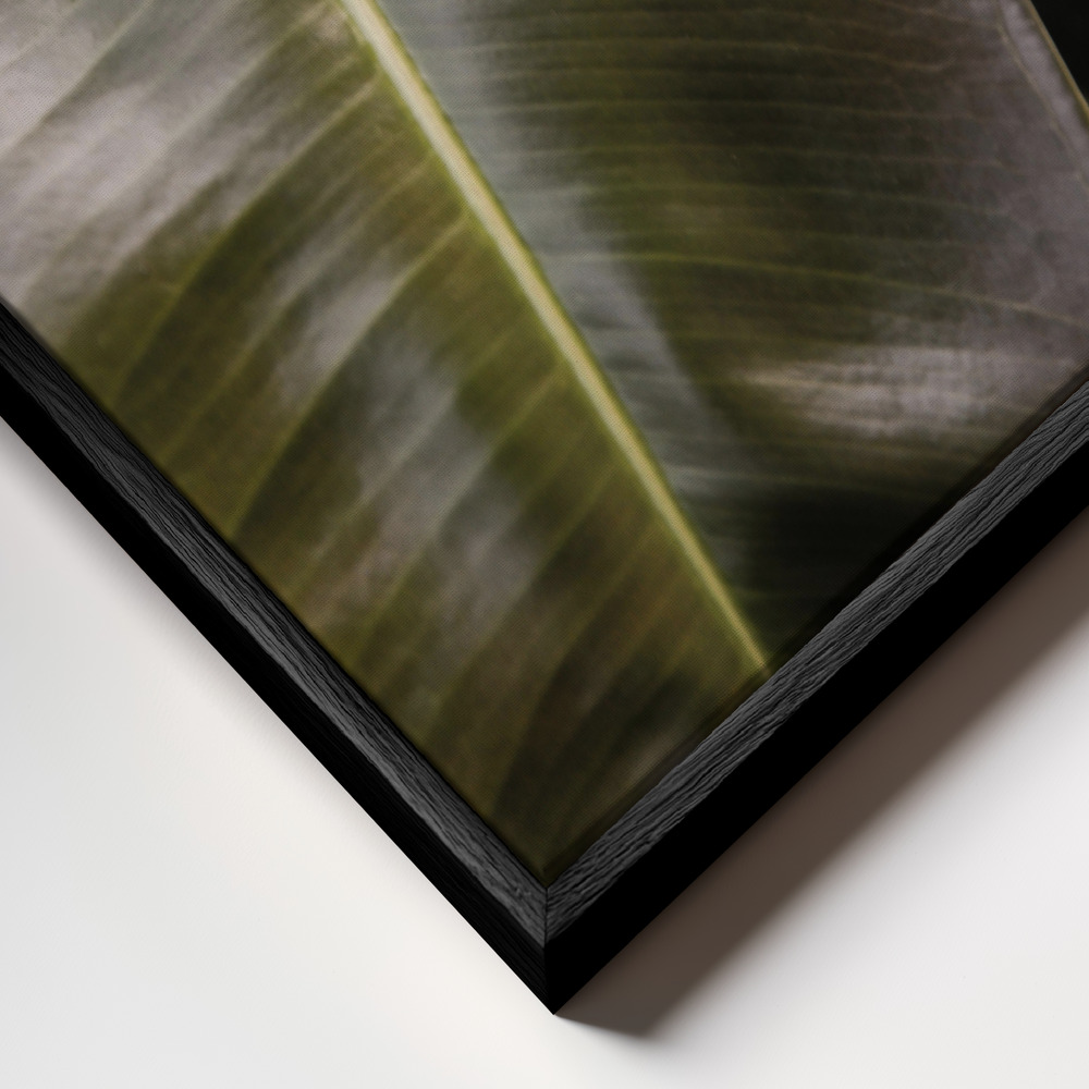Canvas print - Ficus Bubu frame close up - black frame