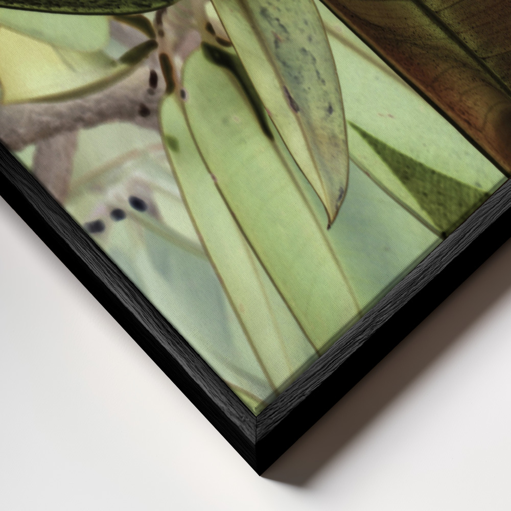 Canvas schilderi - Ficus Elastica frame close-up - zwart frame