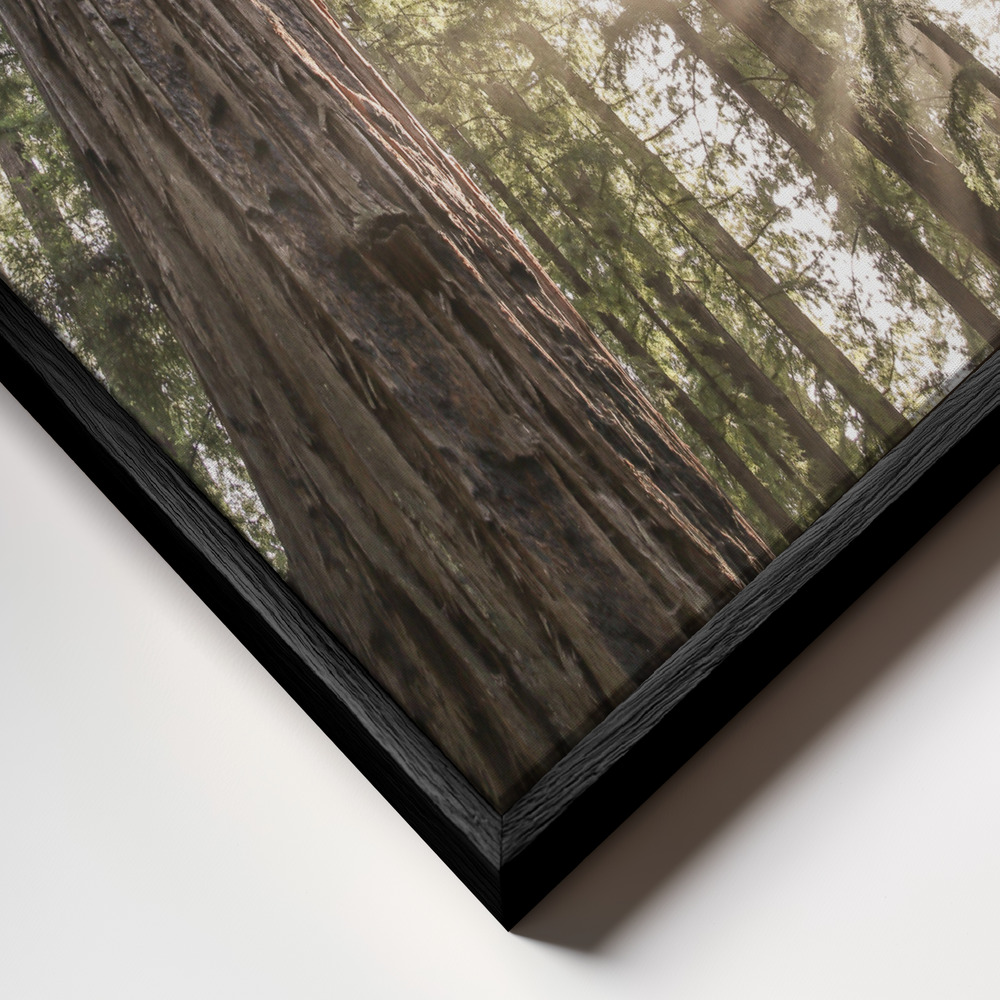 Lienzo - Redwoods primer plano del marco - marco negro