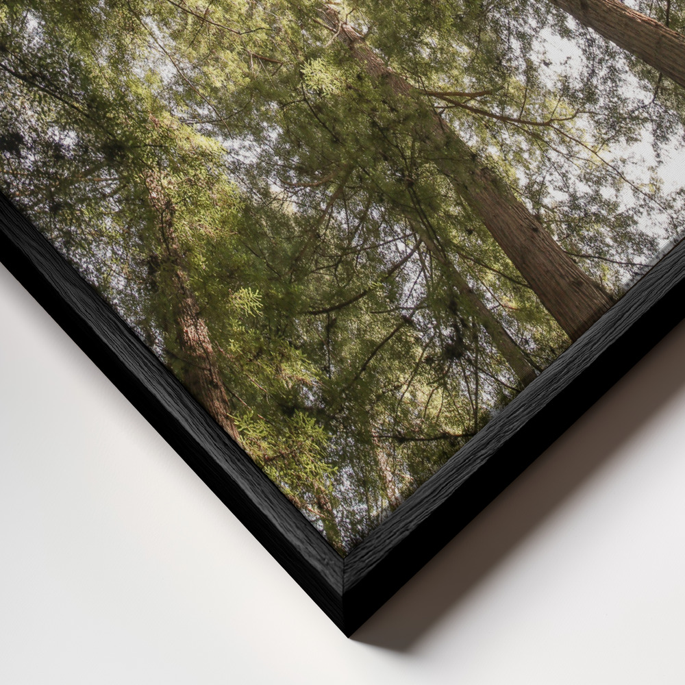 Canvas taulu - Reedwood Forest kehys lähikuvassa - musta kehys