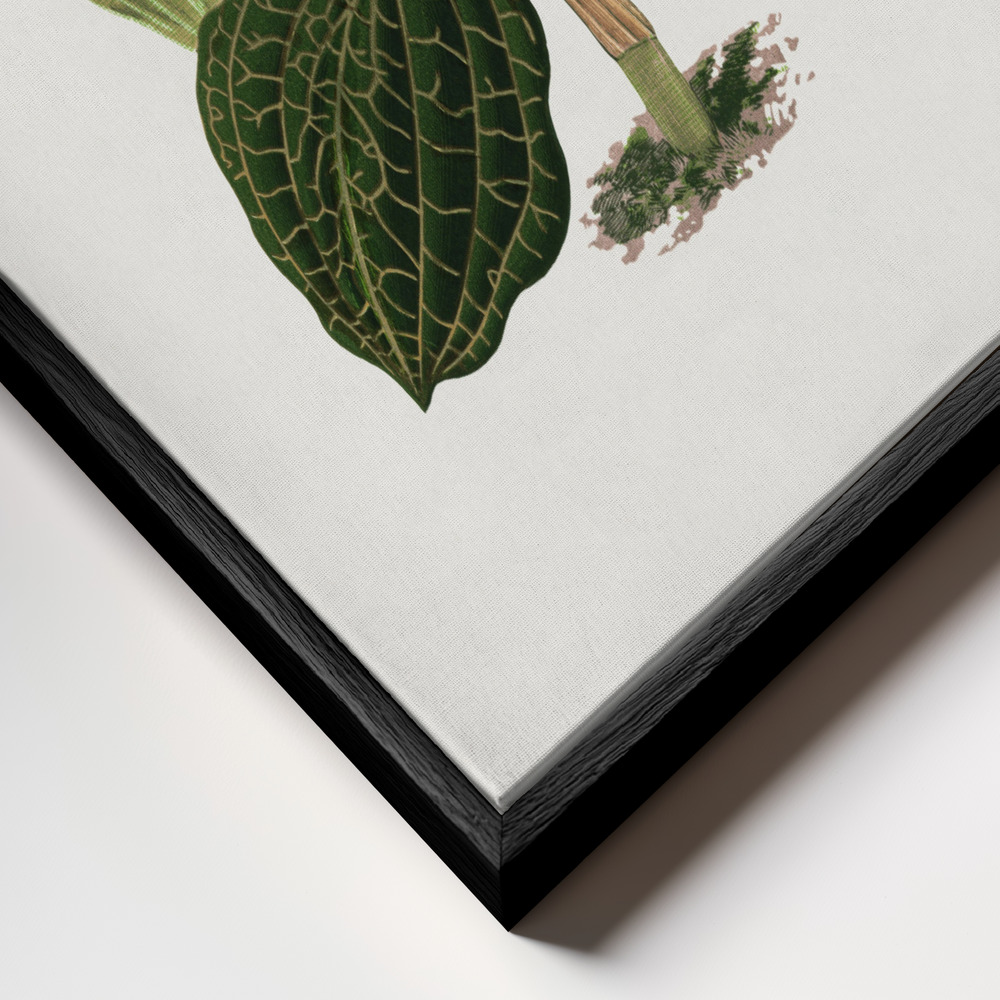 Obraz na płótnie - Green Anoechtochilus Setaceus Leaf Illustration zbliżenie ramki - czarna ramka
