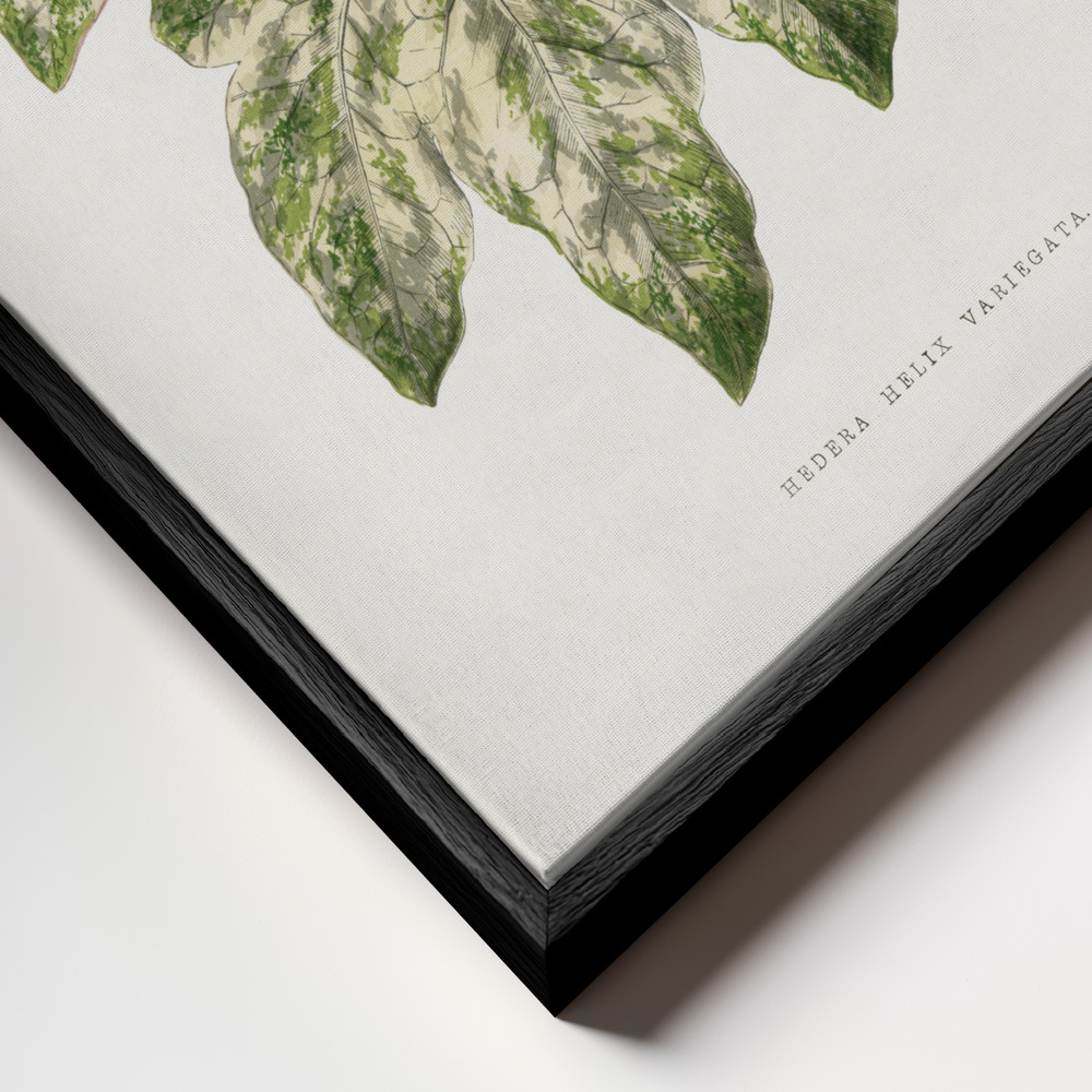 Toile - Green Leaf Illustration cadre en gros plan - cadre noir