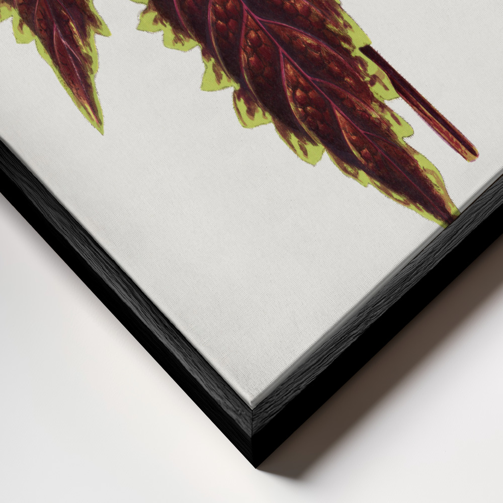 Toile - Pink Coleus Leaf Illustration cadre en gros plan - cadre noir