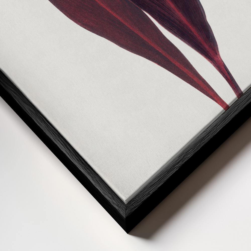 Toile - Pink Dracaena Ferrea Leaf Illustration cadre en gros plan - cadre noir