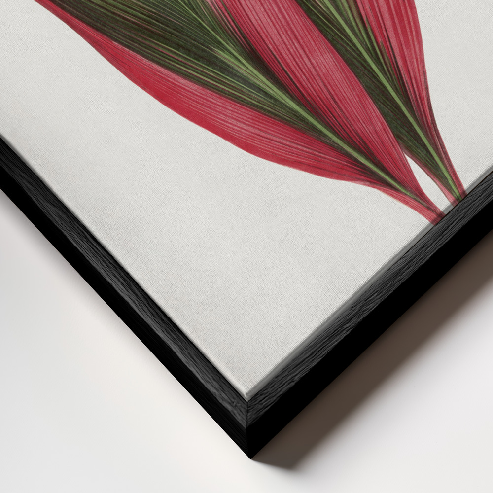 Toile - Pink Dracaena Terminalis Leaf Illustration cadre en gros plan - cadre noir