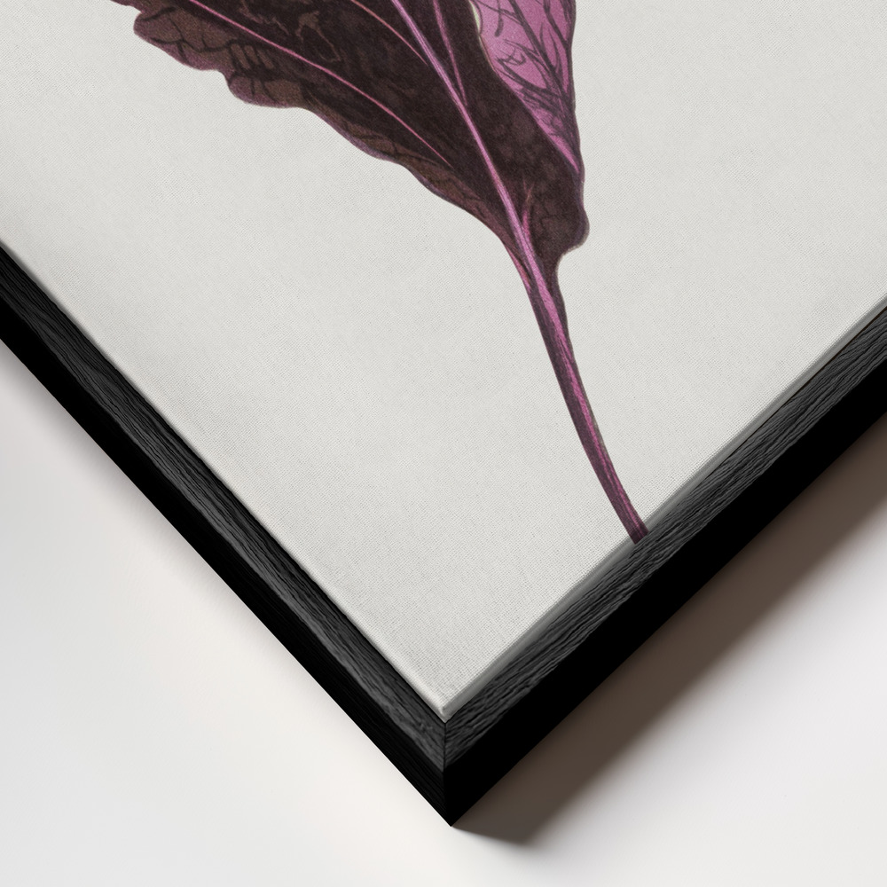 Obraz na płótnie - Pink Perilla Nankinensis Leaf Illustration zbliżenie ramki - czarna ramka