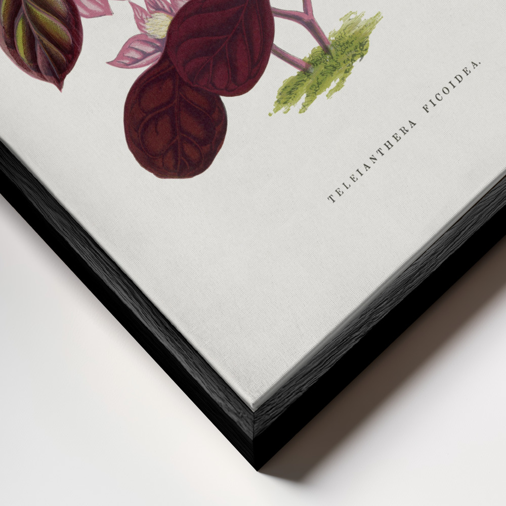 Obraz na płótnie - Pink Teleianthera Ficoidea Leaf Illustration zbliżenie ramki - czarna ramka