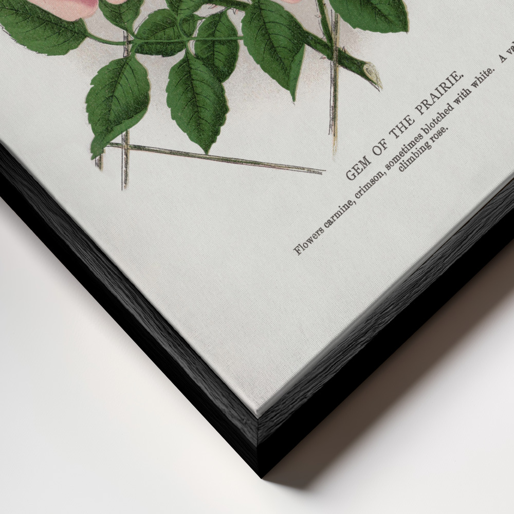 Canvas schilderi - Pink Rose, Gem of the Prairie Lithograph frame close-up - zwart frame
