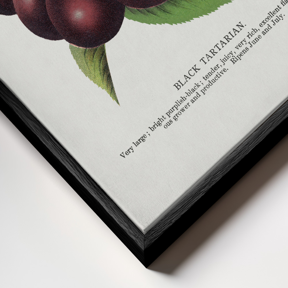Lærred - Black Tartarian Cherry Lithograph ramme nærbillede - sort ramme
