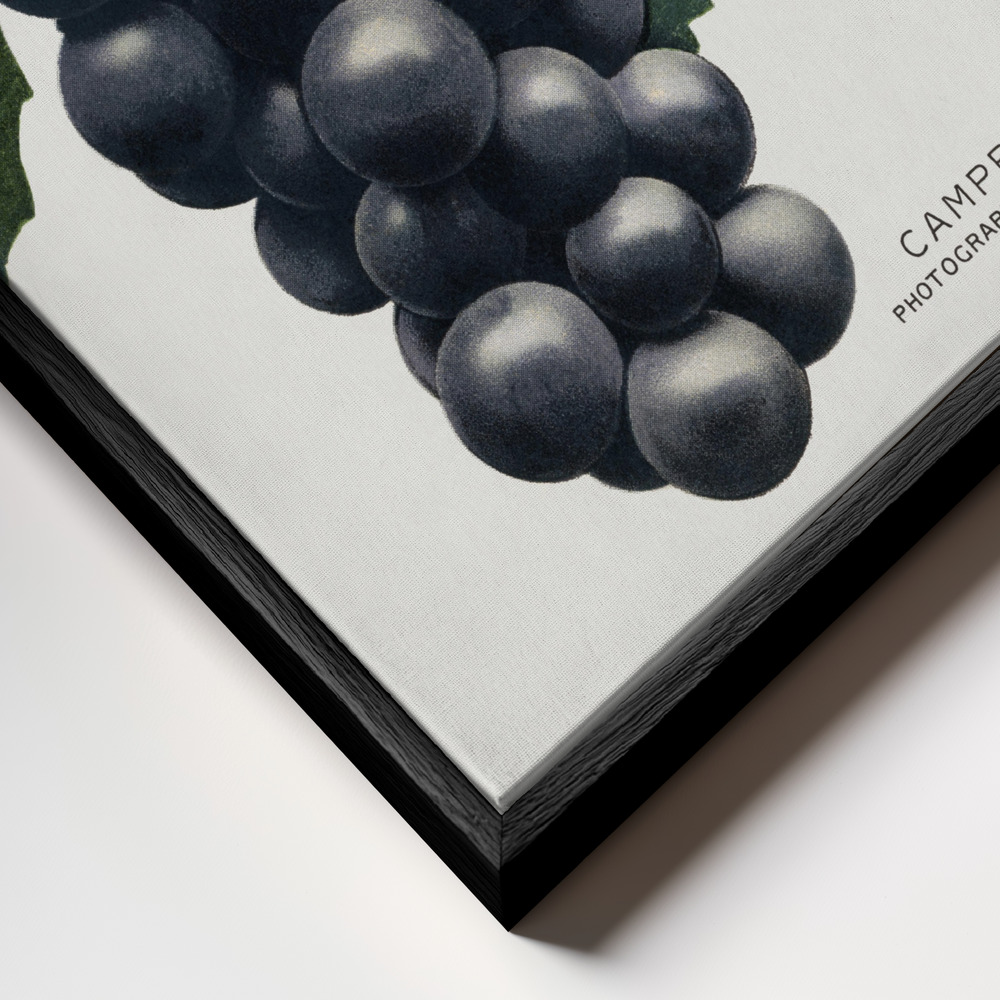 Lærred - Campbell's Early Grape Lithograph ramme nærbillede - sort ramme