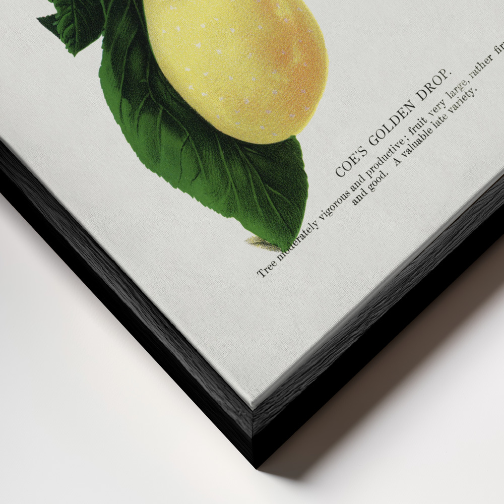 Canvas schilderi - Coe's Golden Drop Plum Lithograph frame close-up - zwart frame